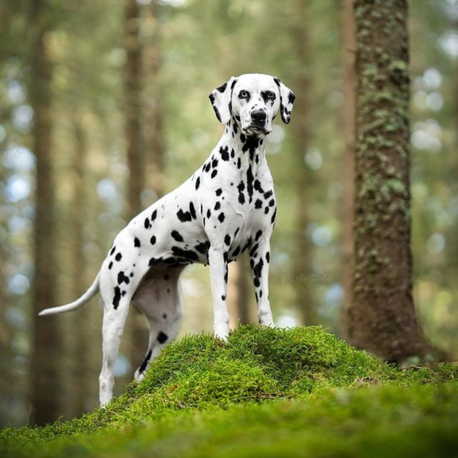 a dalmatian standing elegantly in a forest