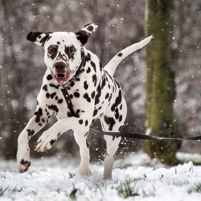 a Dalmatian on a lead running through the snow