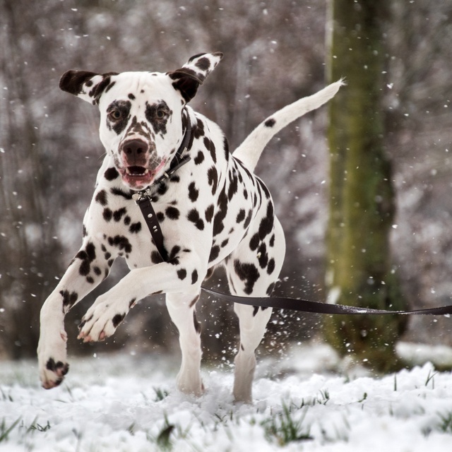 a Dalmatian on a lead running through the snow