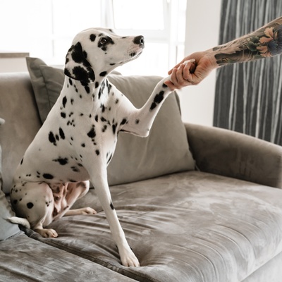 a dalmatian sitting on a sofa holding out its paw to its owner