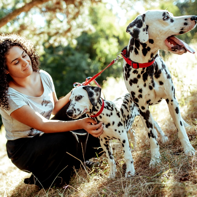 two Dalmatians with red collars, with their owner