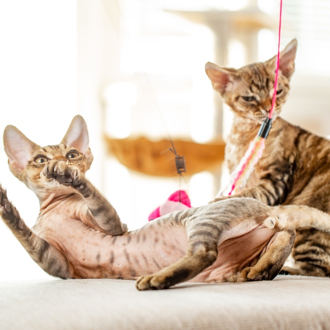 deux devon rex qui jouent ensemble