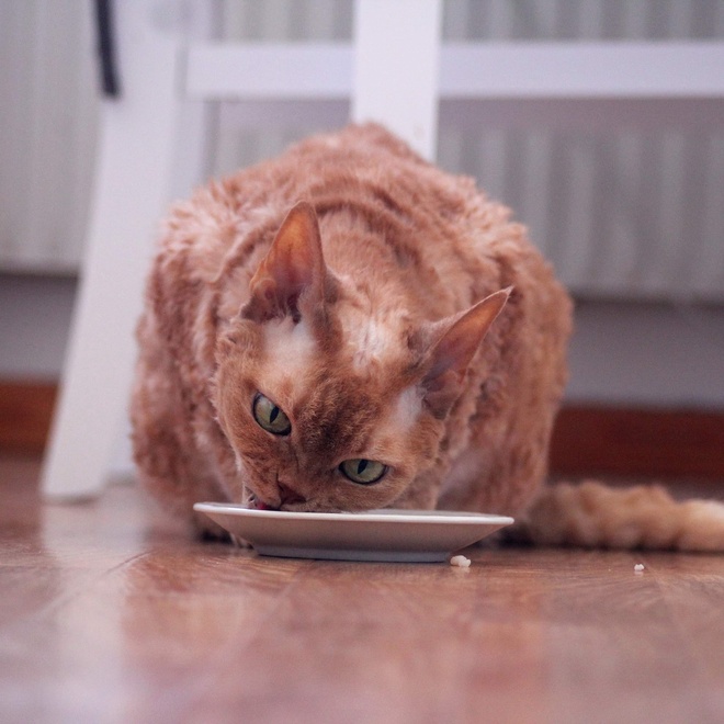un devon rex qui mange dans une assiette