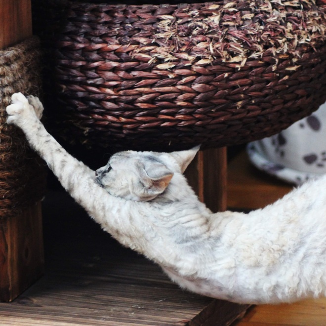 un devon rex qui s'accroche à un panier, et qui s'étend de tout son flanc