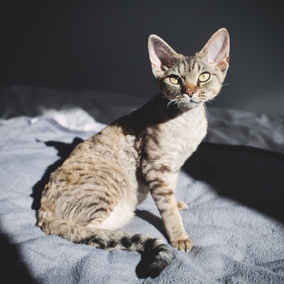 Portrait of a Devon rex with green eyes
