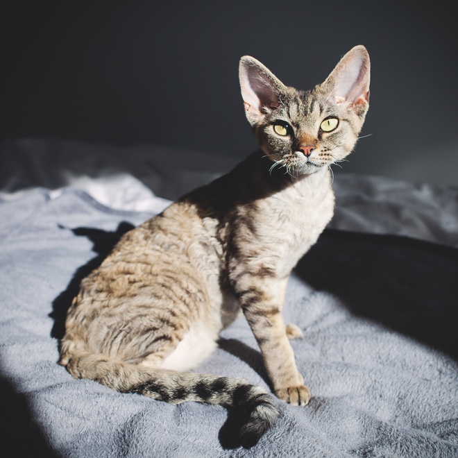 un devon rex ensoleillé assis sur un lit