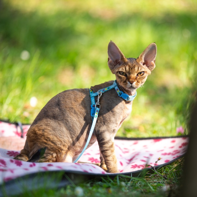 un devon rex sur une couverture avec une laisse autour du cou