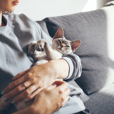 A Devon Rex in the arms of his owner