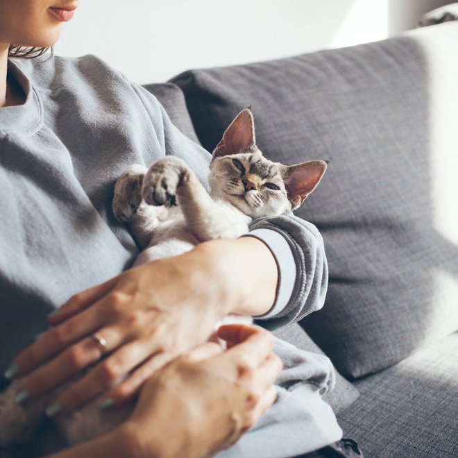 un devon rex dans les bras de sa propriétaire