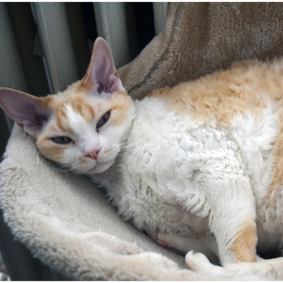 A beautiful Devon Rex lying on a cat tree