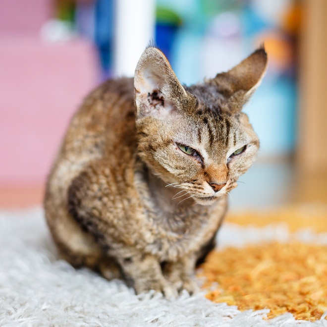 un devon rex assis sur un tapis