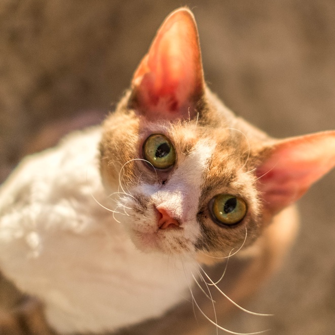 un devon rex qui lève la tête