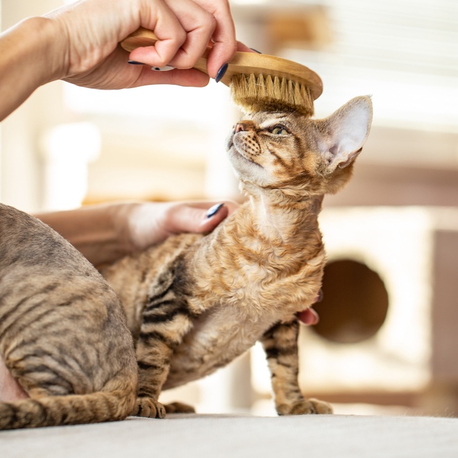 un devon rex se faisant brosser par un humain
