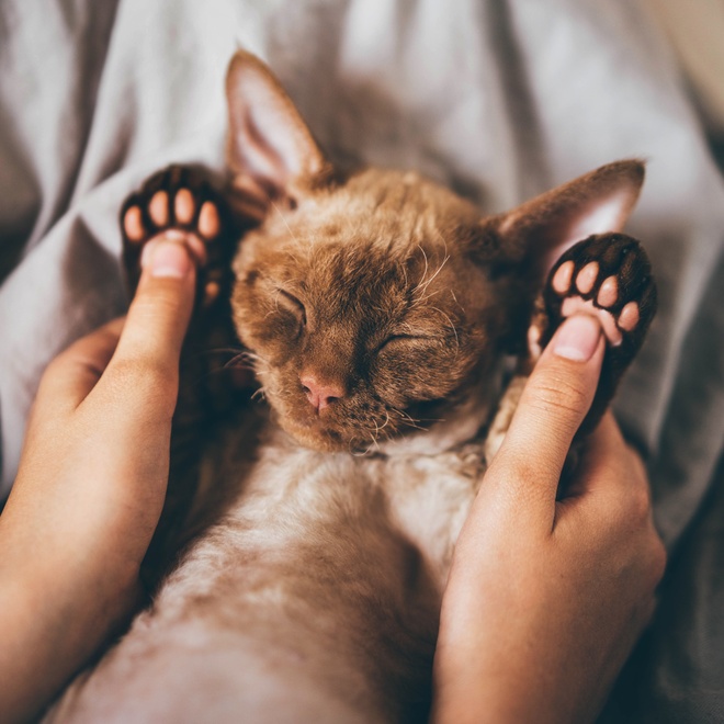 un chiot devon rex allongé sur le dos avec les pattes dans les mains de son propriétaire