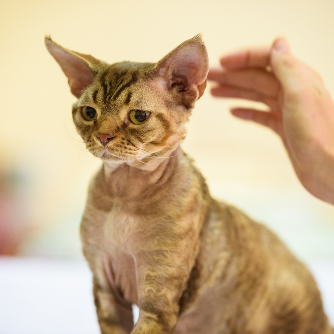 un devon rex se faisant caresser