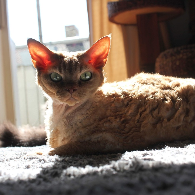 un devon rex allongé sur un tapis