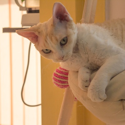 White Devon Rex in a cat tree