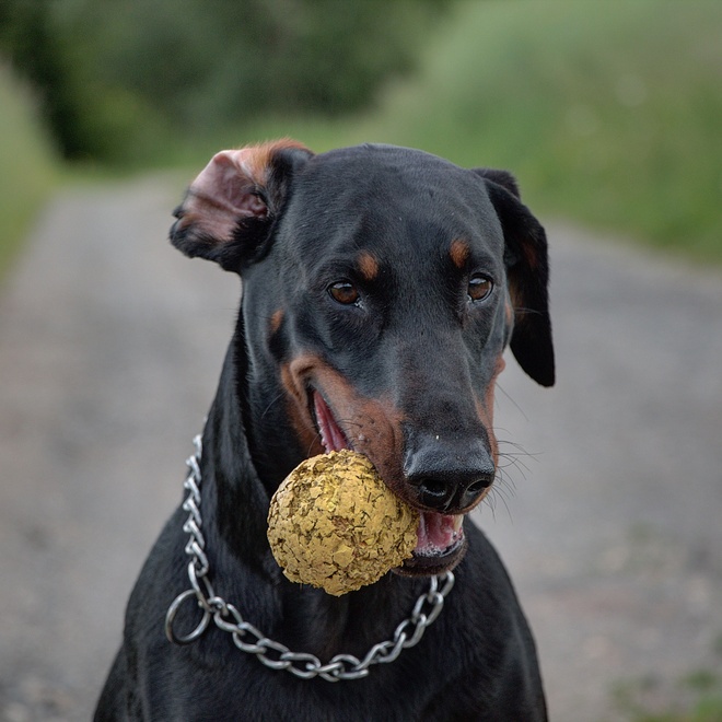 portrait of a doberman with a bullet in its mouth.