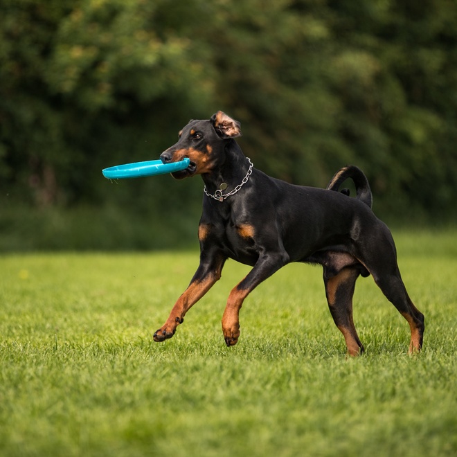 a Doberman running through the grass with a Frisbee in its mouth.