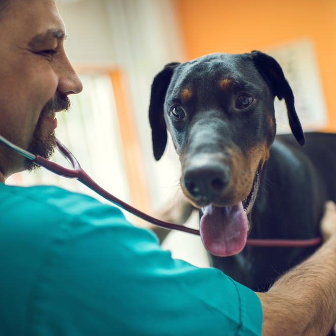a Doberman being examined by a vet