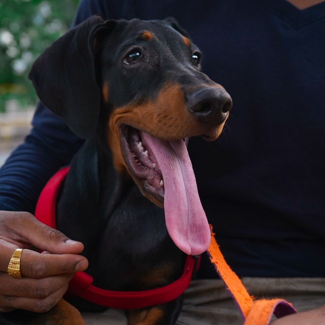 a very tongue-tied Doberman