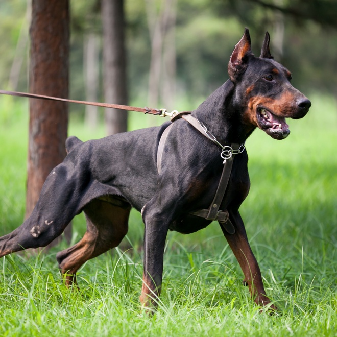 a Doberman on a leash
