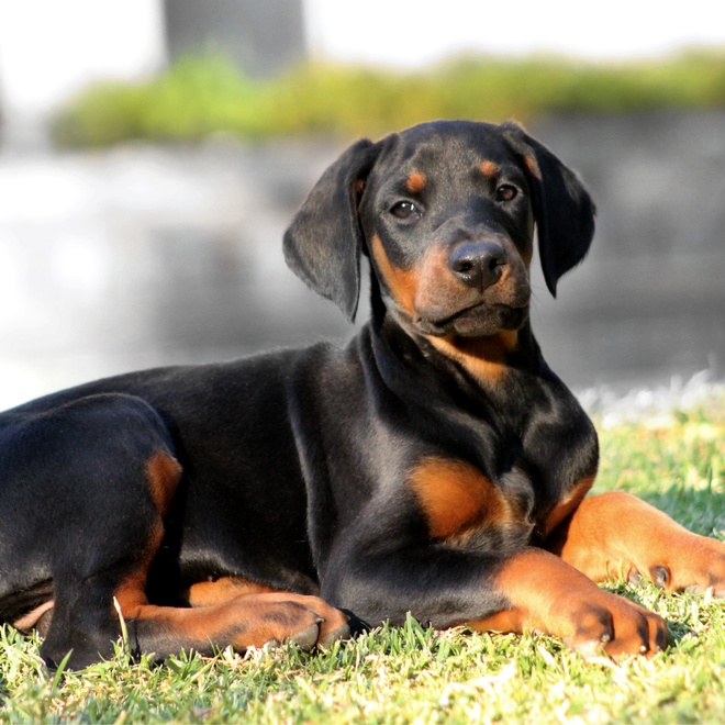 a young Doberman sitting in the grass