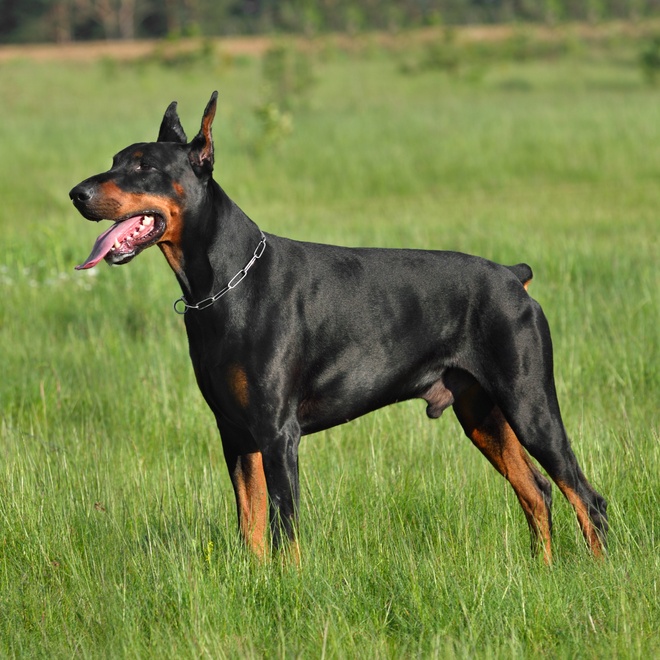 A Doberman in the grass, sticking out its tongue.