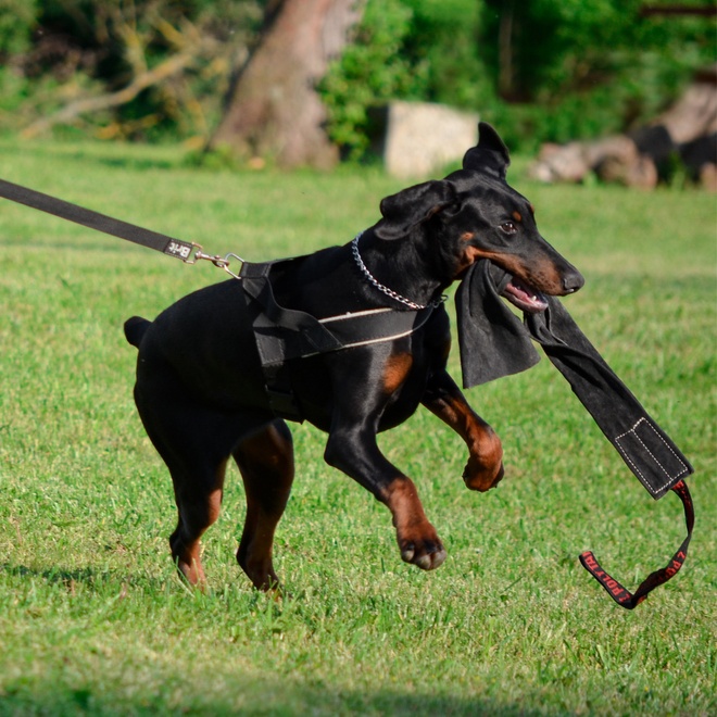 A Doberman on a leash running through the grass with an object in its mouth.