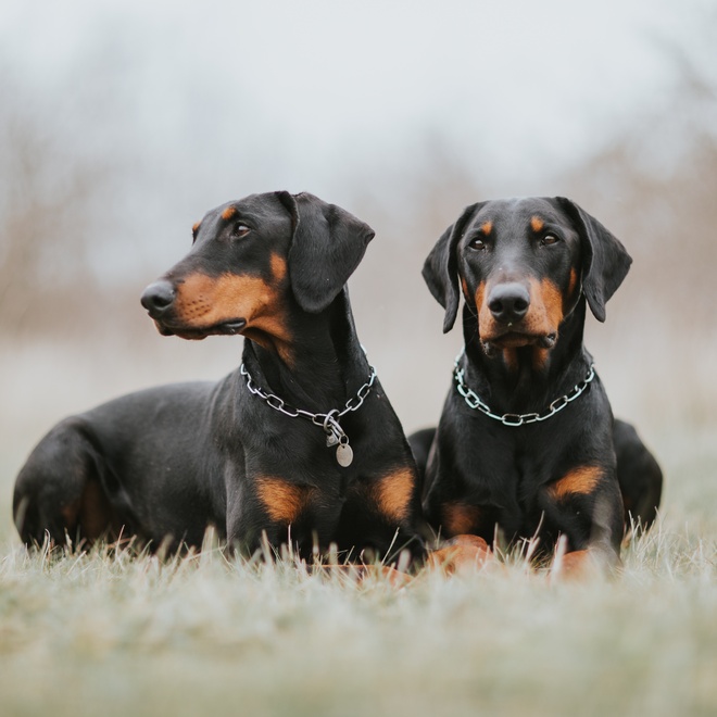 Two Doberman lying on the grass.