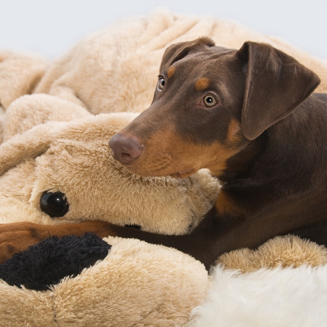 A young brown Doberman on a cuddly toy.