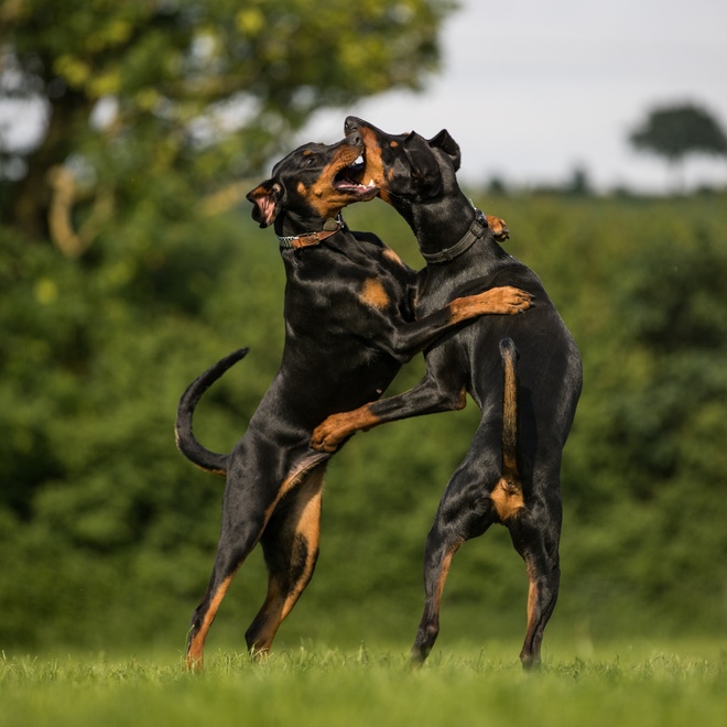Two Doberman playing together