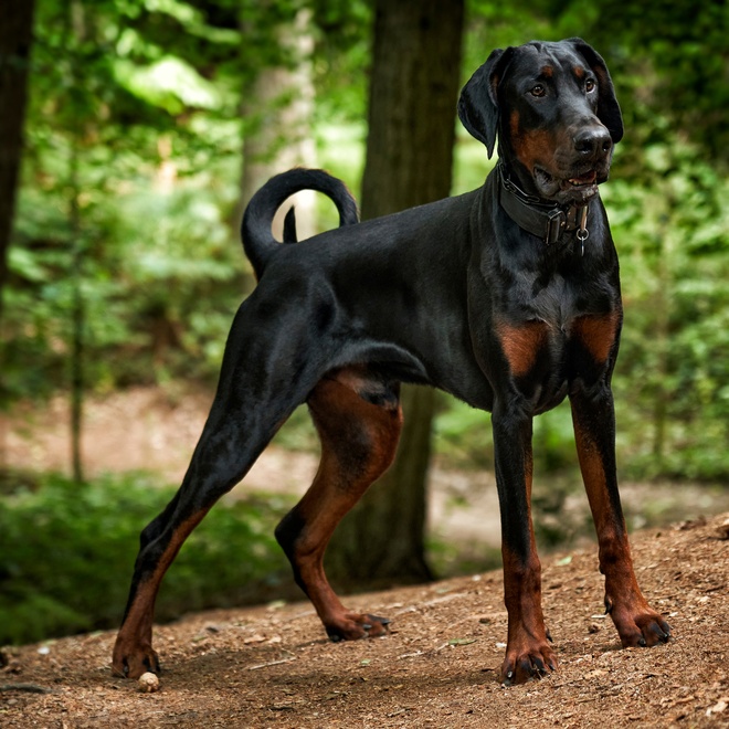 A majestic-looking Doberman in the forest.