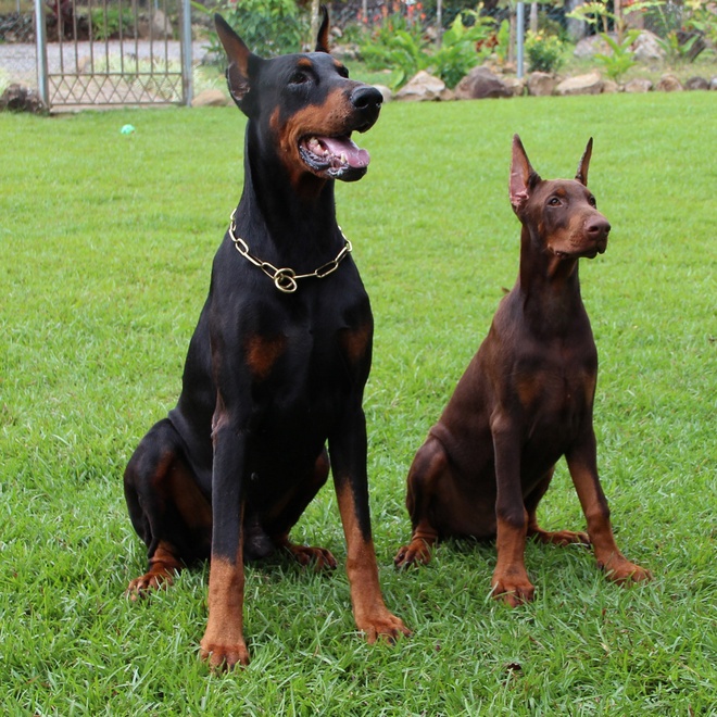Two Doberman side by side, a large black one and a smaller brown one.