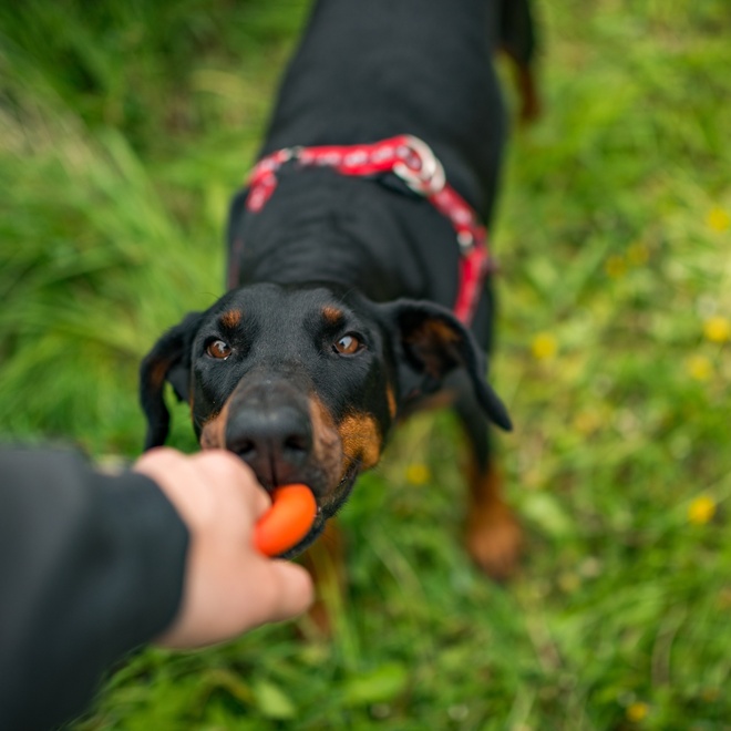 a Doberman playing with its master.
