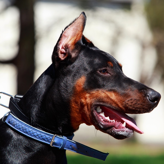 Portrait of a Doberman on a leash.