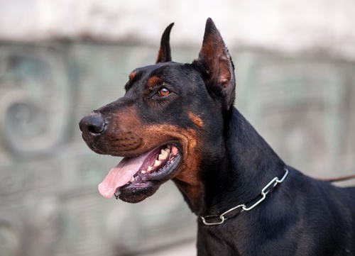 portrait of a Doberman on a leash, sticking out its tongue