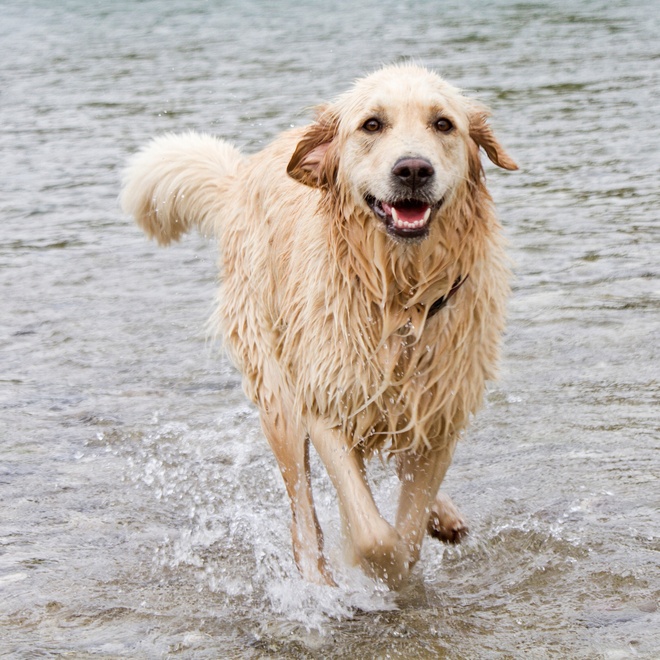A Golden Retriever out of the water