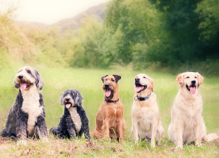 Five dogs of different breeds sitting on the grass