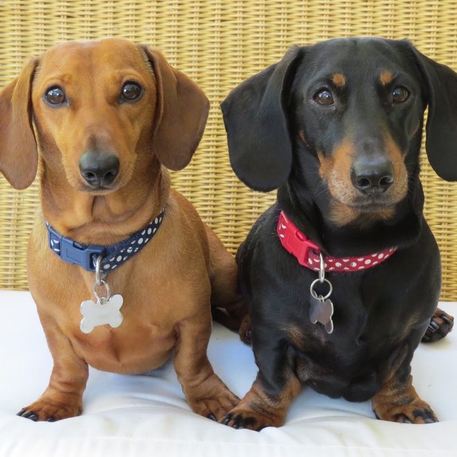 Two black and brown dachshunds