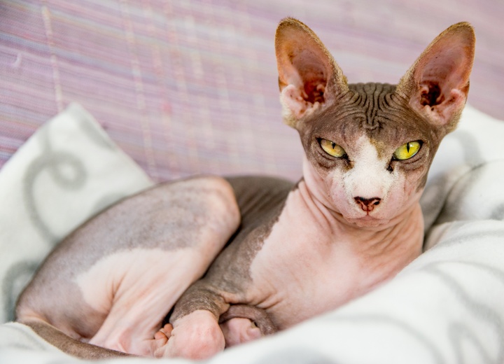 A Donskoy lying on a blanket