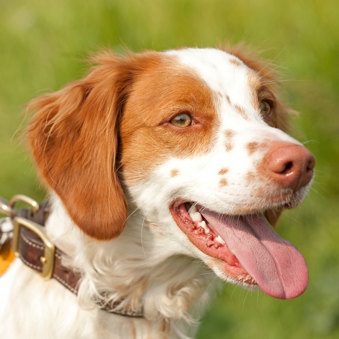 a breton spaniel on a lead, happily sticking out his tongue
