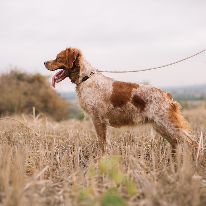 a breton spaniel on a lead in a field