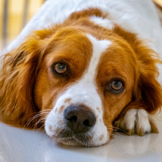 portrait of a breton spaniel lying on the ground