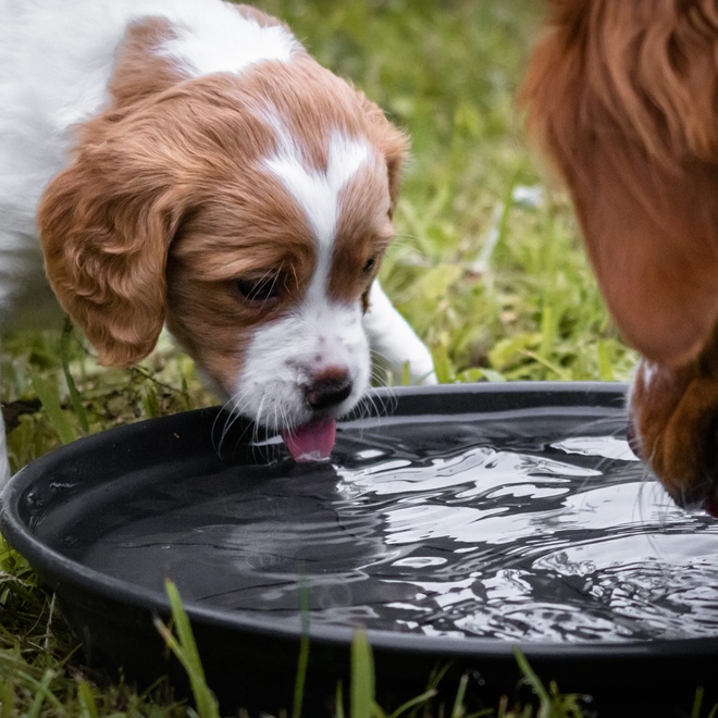 a brittany drinking from a bowl