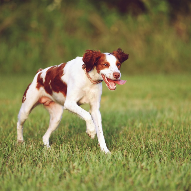 a breton spaniel running through the grass