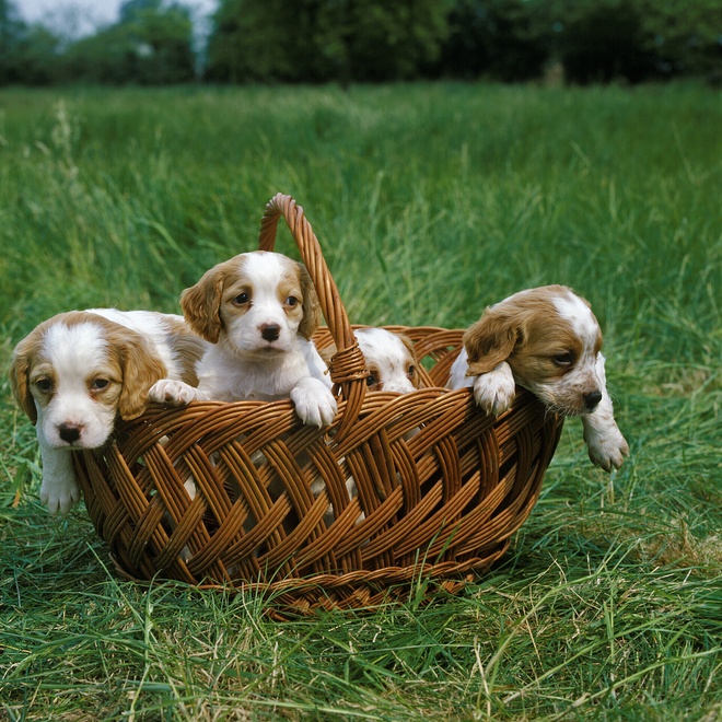 three breton spaniel puppies in a basket
