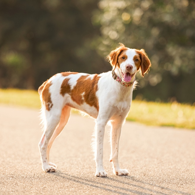 a large Brittany spaniel standing upright