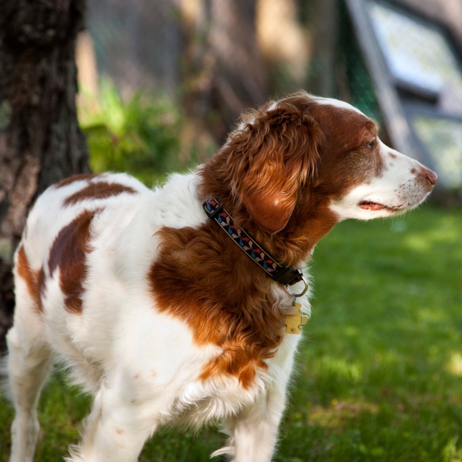 a Brittany spaniel with a mottled, white and brown coat