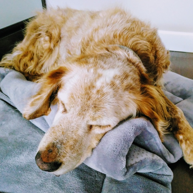 A Brittany spaniel drying out, lying on a towel